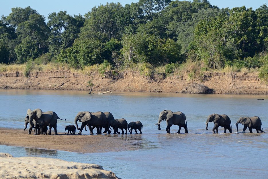 South Luangwa National Park, Eastern Province (Mfuwe), Zambia